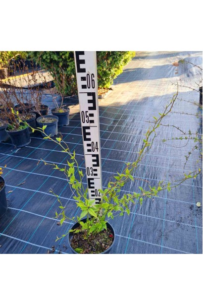 Керія японська Пленіфлора - 12л/вис.90-110см/Ø50-60см